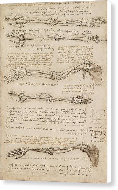 Anatomical Study of the Arm - Canvas Print