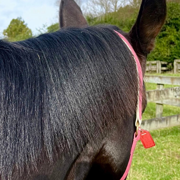 Eco Horse Leave In Conditioner Spray