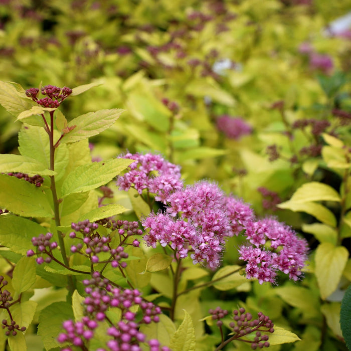 Goldmound spirea habit showing a dense, rounded mound with golden foliage turning greenish-yellow in summer, 2–3 ft tall and 3–4 ft wide.