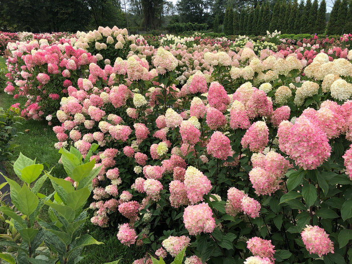 Close-up of Limelight panicle hydrangea bloom, lime florets maturing creamy white with blush pink tones as season cools.
