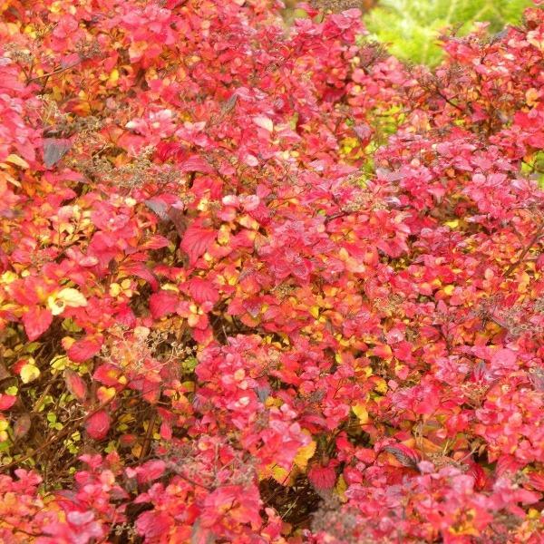 Mature Little Princess Spirea with a dense, rounded form and bright red fall color