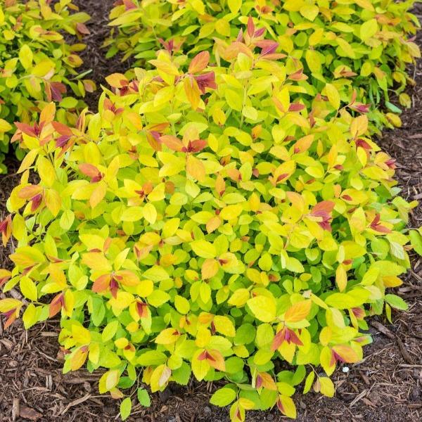 Magic Carpet Spirea showing red spring growth turning golden in summer