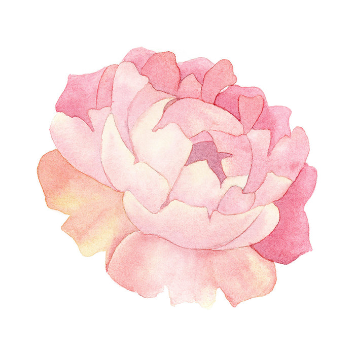 Peony Watercolor - Art Print - Zapista