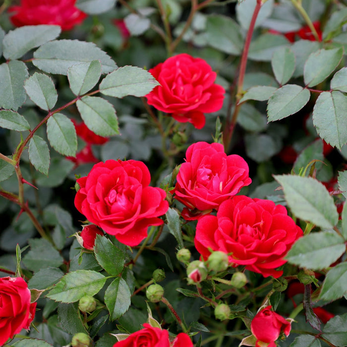 Red Drift Rose groundcover in full bloom, compact mounding habit with bright red flowers filling a sunny border for curb appeal.