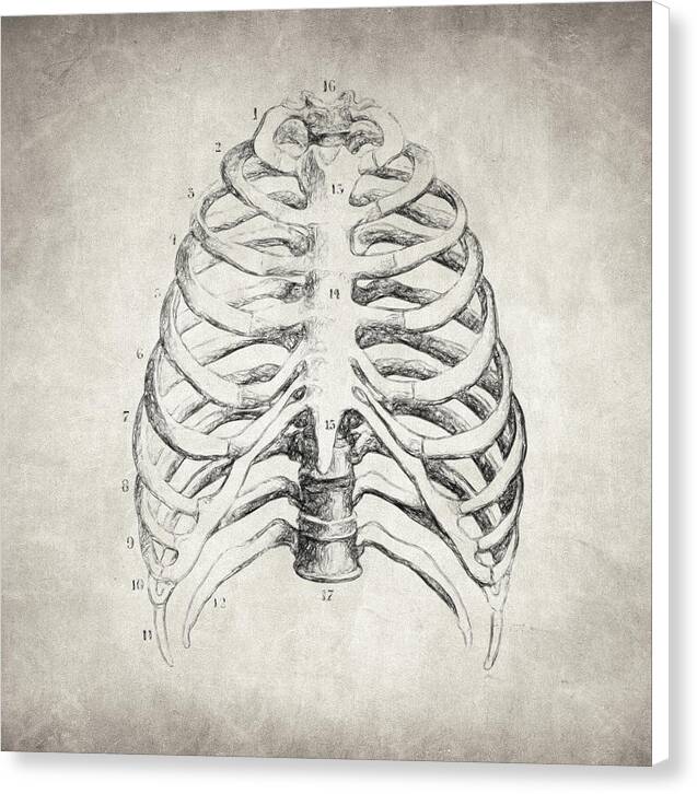 Rib Cage - Canvas Print