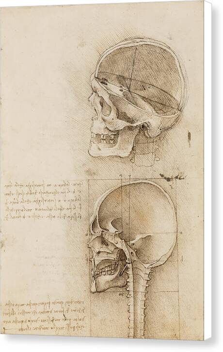 Sagittal Sections of the Human Skull - Canvas Print