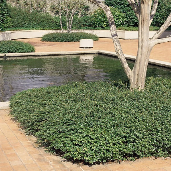Soft Touch Holly planted as a low evergreen border along a walkway