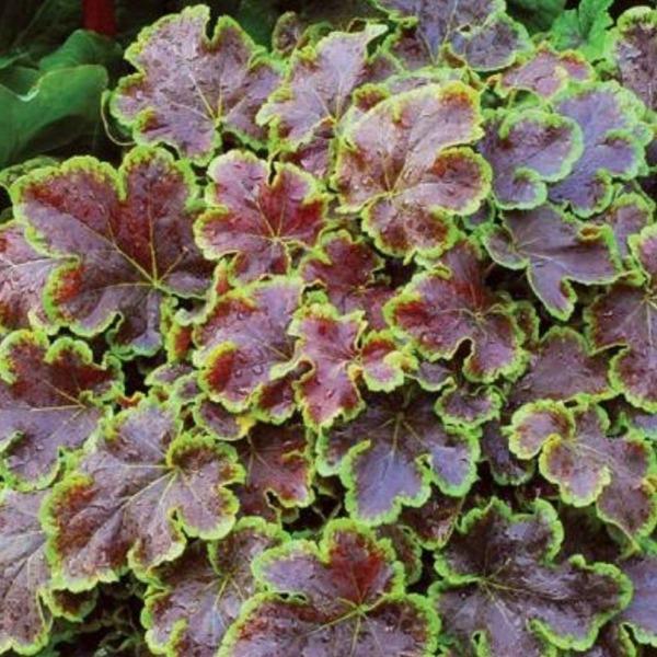 Solar Eclipse Foamy Bells planted with hostas and ferns in a woodland garden
