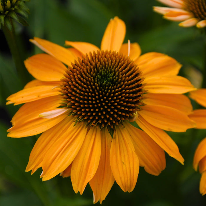 Sombrero Granada Gold Coneflower blooming with deep yellow petals in a perennial border