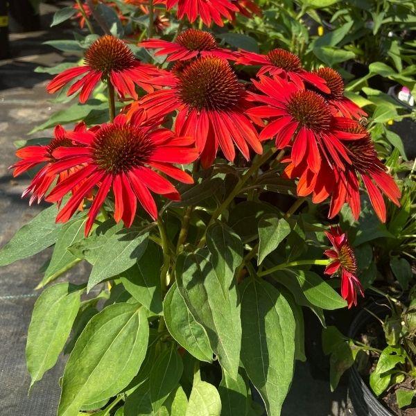 Echinacea Sombrero Sangrita Coneflower in a 1-Gallon Pot