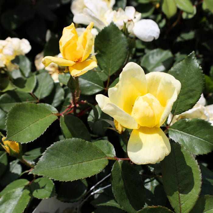 Sunny Knock Out rose habit with rounded upright growth and rich green leaves, about 3–4 feet tall and wide, ideal for hedges and beds