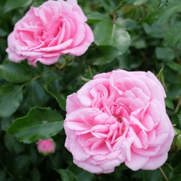 Long Blooming Sweet Drift Rose Flowers