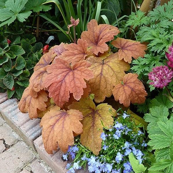 Heucherella Sweet Tea perennial with maple-like leaves in a shaded garden bed