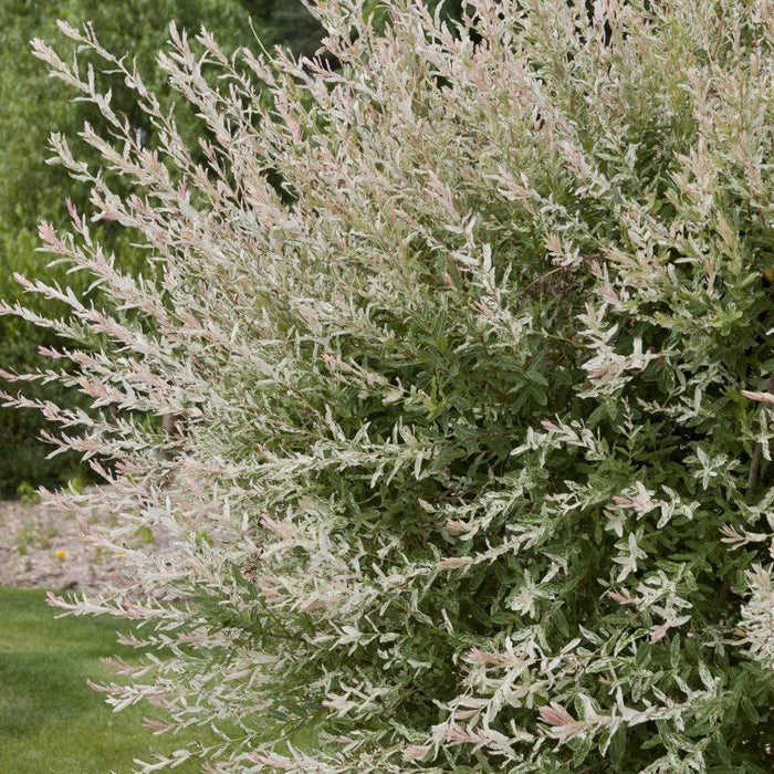 Tri-Color dappled willow shrub in a border, arching form with pink, white, and green foliage creating bright contrast in full sun.