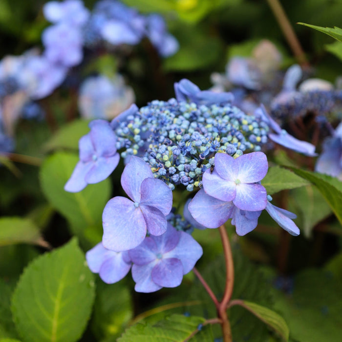 twist n shout hydrangea florets