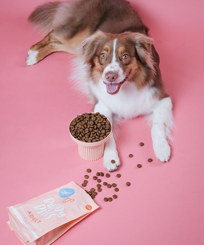 Adult Salmon Dry Dog Food 500g