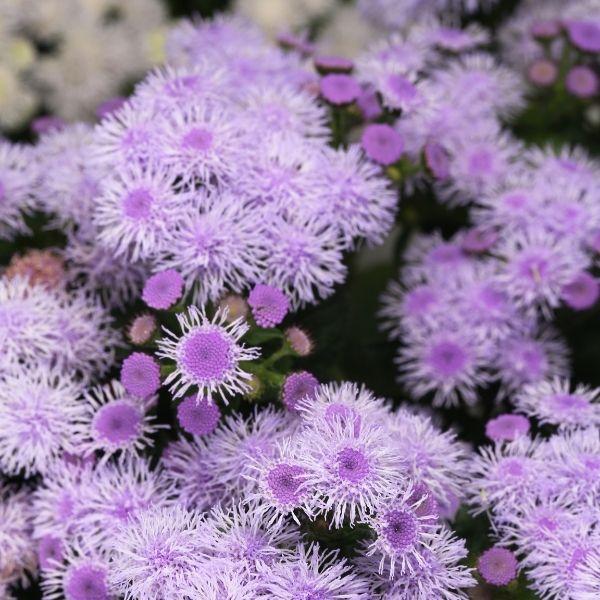 purple flower cluster of Ageratum Bumble Bee close up