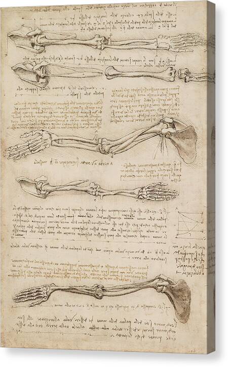 Anatomical Study of the Arm - Canvas Print