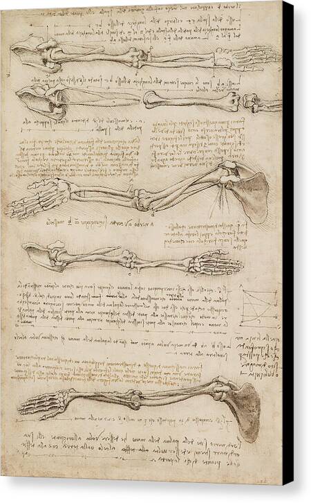 Anatomical Study of the Arm - Canvas Print