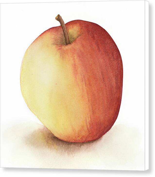 Apple Watercolor - Canvas Print