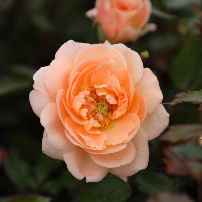 Close-up of Apricot Drift rose showing double apricot-peach petals and clustered blooms, a repeat-flowering groundcover rose for beds
