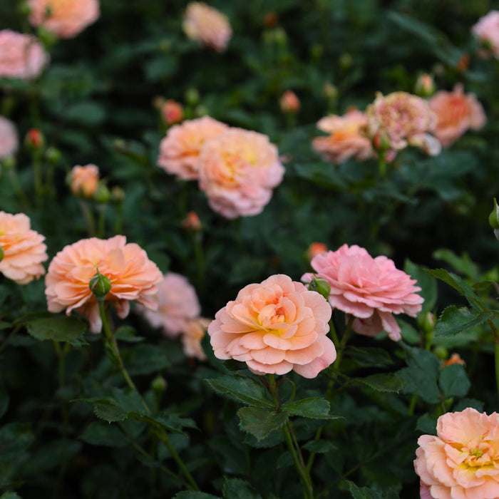 Apricot Drift rose habit with compact mounding growth and dark green glossy leaves, about 1.5–2 ft tall and 2–3 ft wide