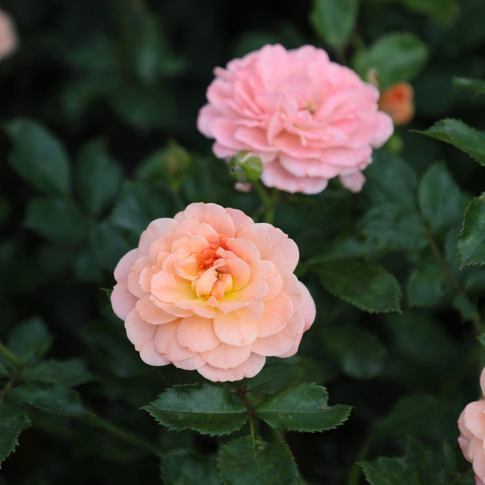 peachy colored blooms of Apricot Drift rose