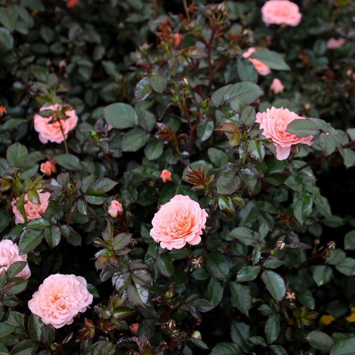 Apricot Drift rose groundcover in full sun with peachy-apricot blooms and glossy foliage, forming a low mound along a front border