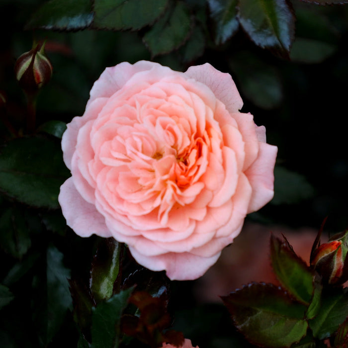 close up of Apricot Drift Groundcover Rose Bush flower
