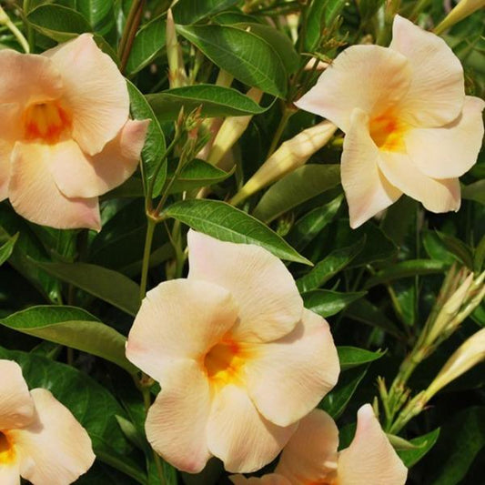 orange apricot mandevilla tropical patio plant