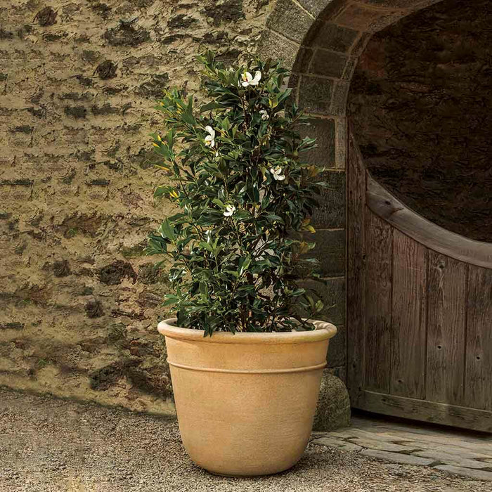 Carema Planter