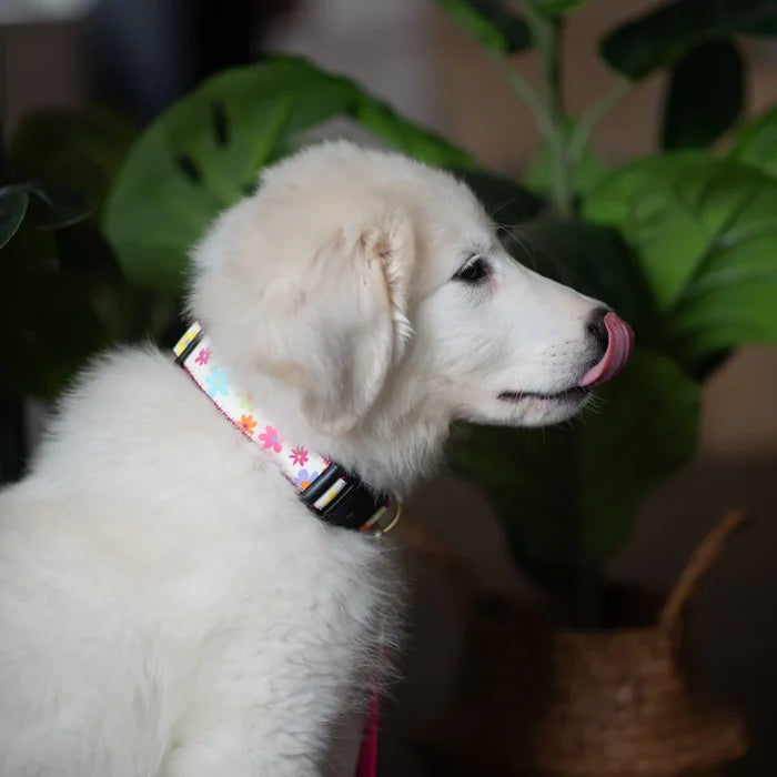 Collar | Spring Fever