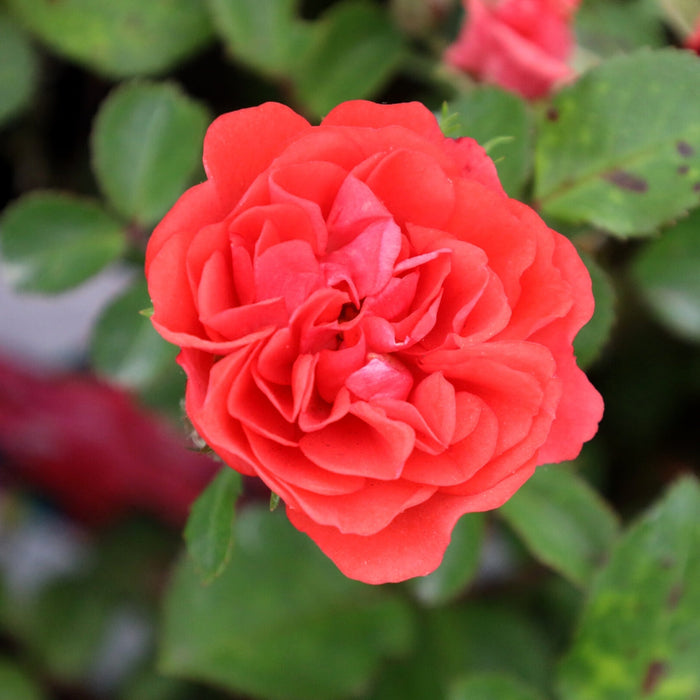 Close-up of Coral Drift® rose showing bright coral-orange petals in clustered blooms on a compact, repeat-flowering groundcover rose