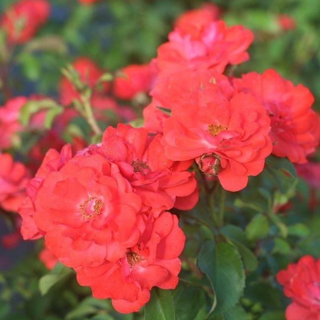 cluster of deep coral orange flowers of coral drift groundcover rose