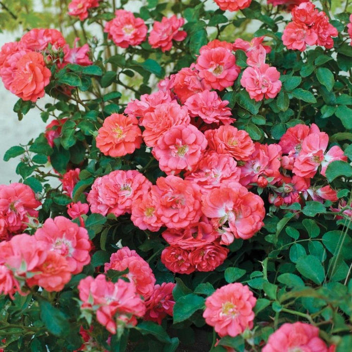 Coral Drift® rose groundcover in full sun with coral-orange blooms and glossy foliage, forming a low mound along a front border