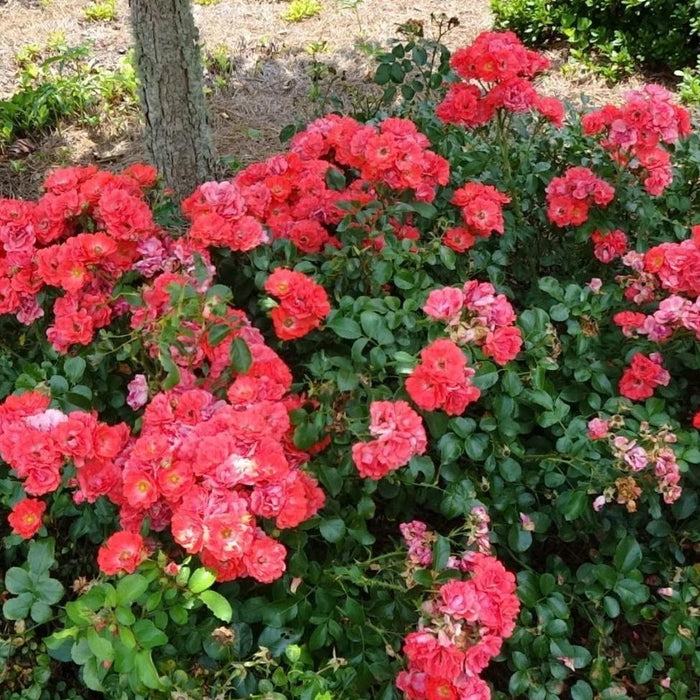 Coral Drift® rose habit with dense low mounding form and dark green glossy leaves, about 18 inches tall and 2.5 feet wide