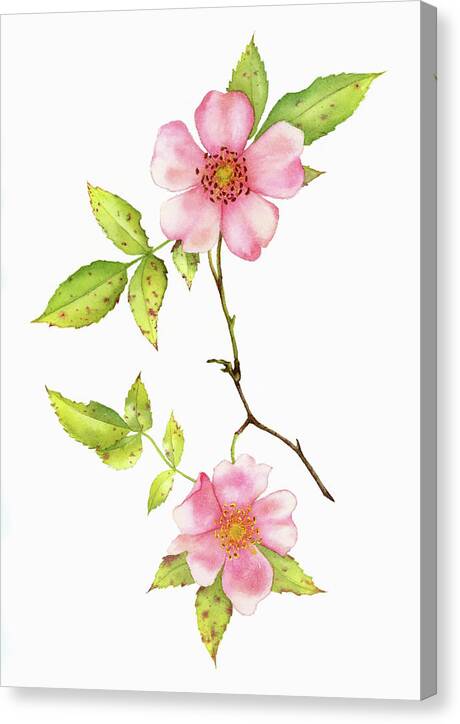 Dog Rose Watercolor - Canvas Print