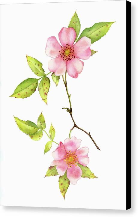 Dog Rose Watercolor - Canvas Print