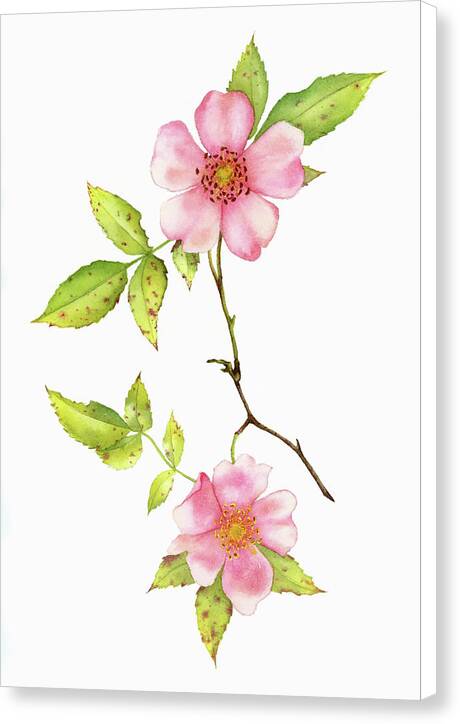 Dog Rose Watercolor - Canvas Print