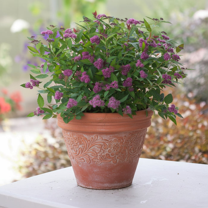 Compact Double Play® Artisan® Spirea planted in a decorative pot with bright pink flower clusters