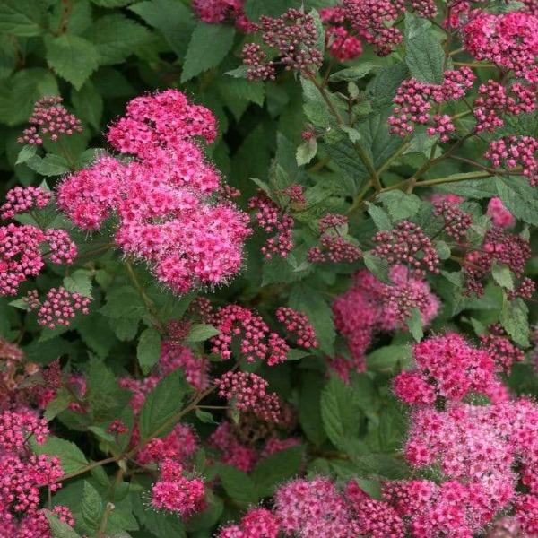 Double Play® Artisan® Spirea shrub with vivid pink flowers a