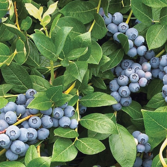 Duke blueberry bush in a sunny edible border, leafy green mound loaded with clusters of blue berries, mulched base for moisture.