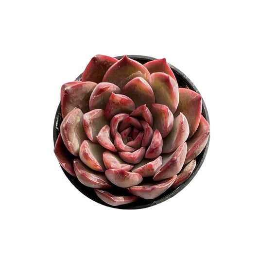 Echeveria Agavoides 'Santa Lewis' sp.