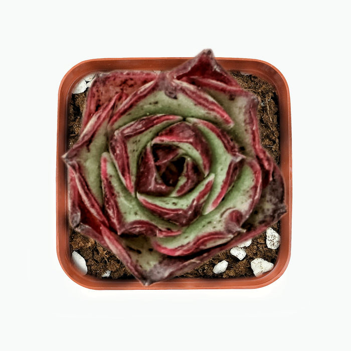 Echeveria Matador