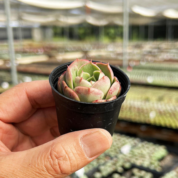 Echeveria Matador