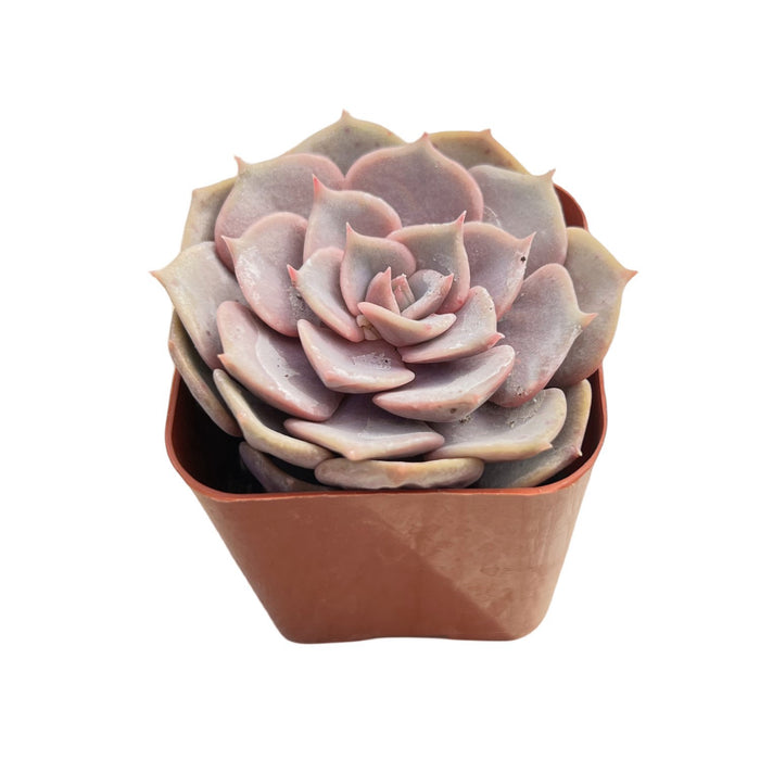 Echeveria Pink Butterfly