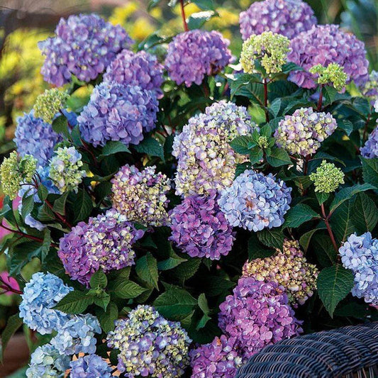 BloomStruck® hydrangea in a large patio container with mophead blooms, paired with hostas and ferns for bright shade color