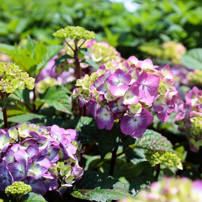 Close-up of BloomStruck® hydrangea mophead bloom showing rich blue-pink tones and tightly packed florets with bold summer texture