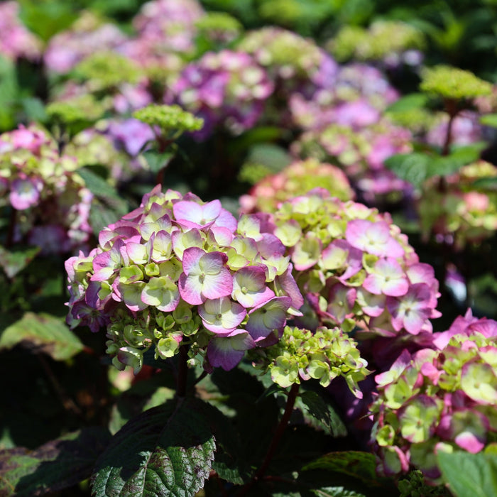Bloomstruck Hydrangea round flower clusters of blue purple and green