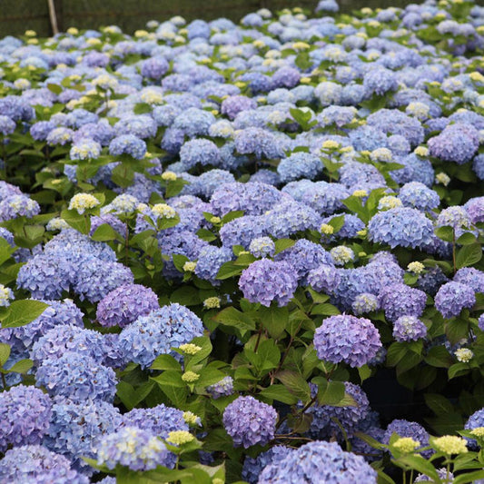 Endless Summer Hydrangea Shrubs with vivid blue blooms